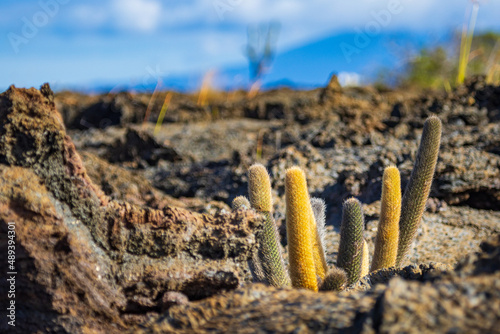This unique species of lava cactus is endemic to the Galapagos Islands. Growing among the lava fields of Punta Moreno, the Brachycereus nesioticus is the sole species of the genus Brachycereus photo