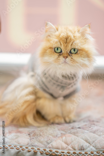 A lovely English long-haired golden laminate cat
