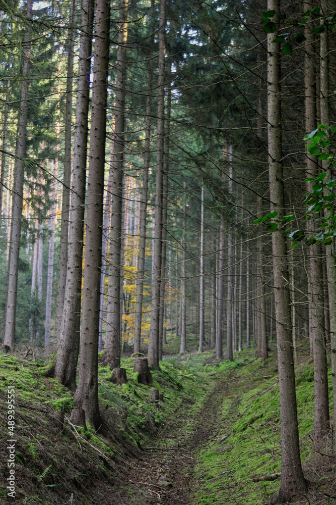 Obraz premium The magical world of the forest in colorful colors / Hiking in nature is good for soul mind and body
