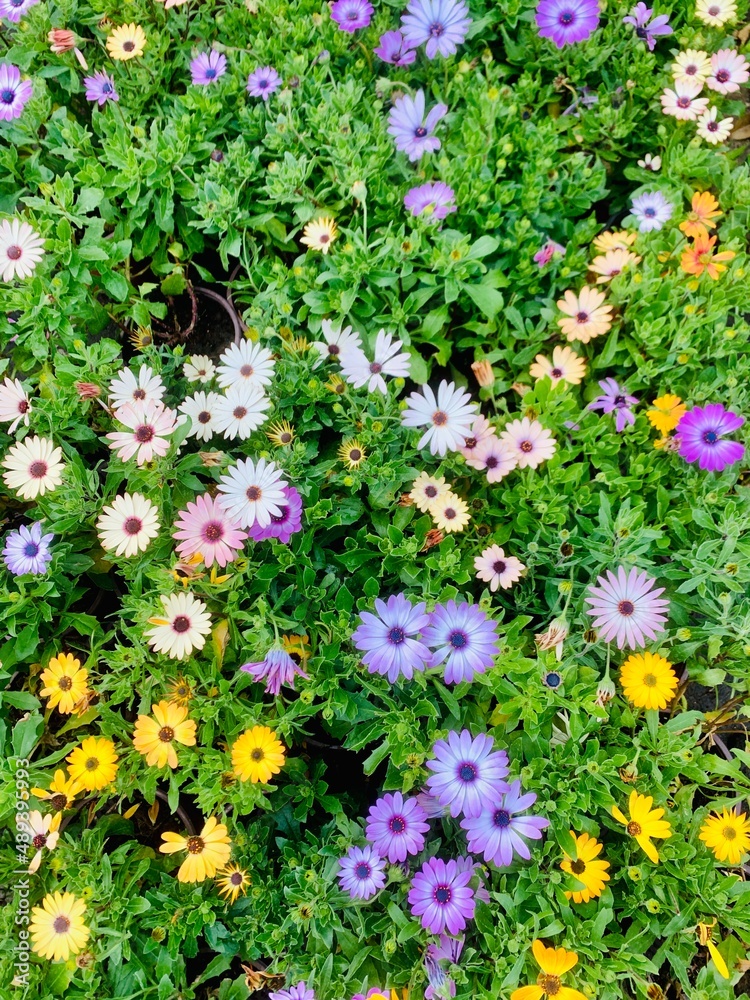 Fototapeta premium flowers in the garden Flowers background bright green colourful