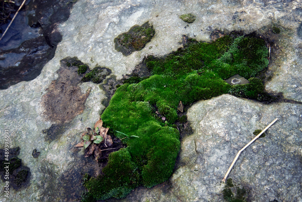 Obraz premium moss on stone