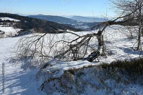 Fototapeta Naklejka Na Ścianę i Meble -  Połamana brzoza na Koskowej Górze.