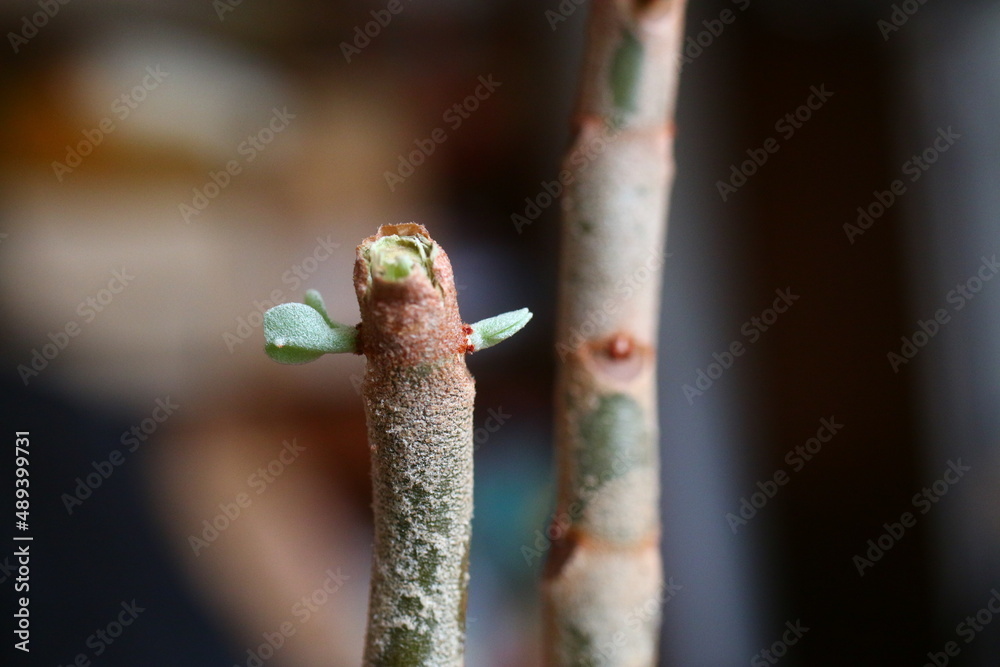 Fototapeta premium Kalanchoe orgyalis Żyworódka Cynamonowy Niedźwiedź