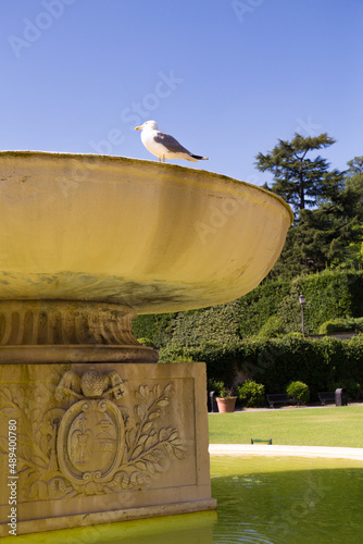fountain and seagull in the courtyard of the Vatican