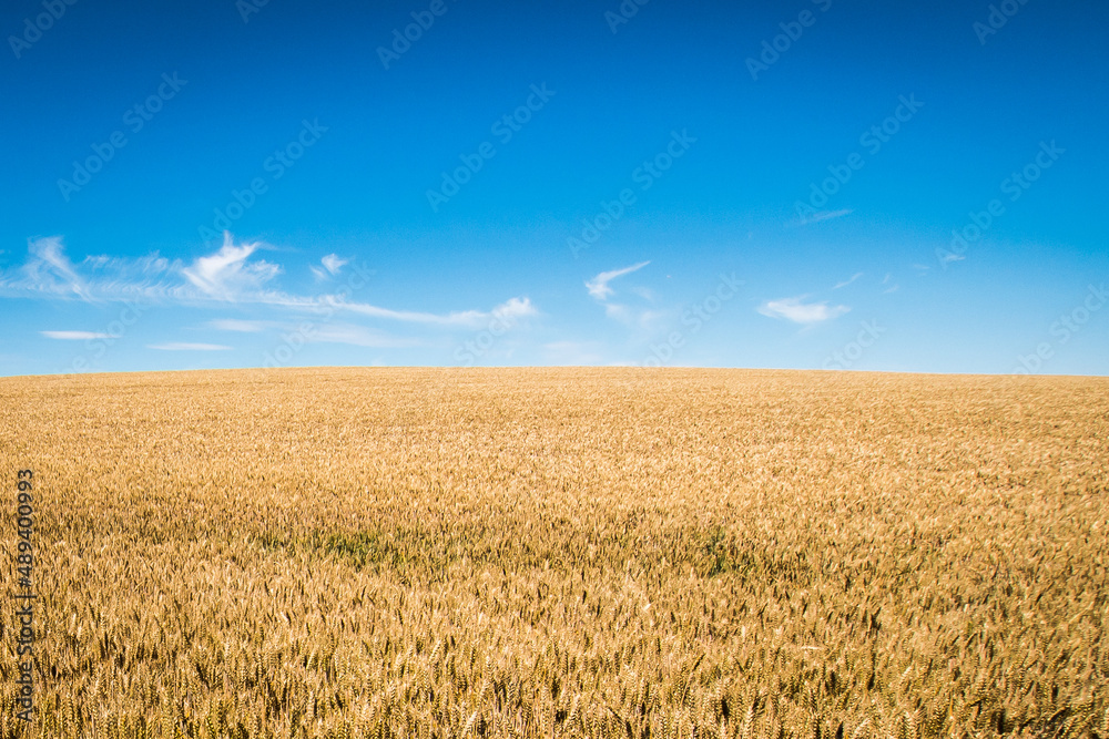 Yellow field with grain under blue sky in summer, symbol and colors of flag of Ukraine