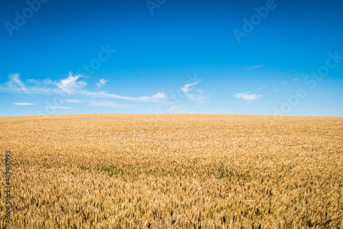 Yellow field with grain under blue sky in summer, symbol and colors of flag of Ukraine