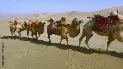 A magnificent six camels walking in a bunch behind a drover in the Gobi Desert. Close-up shooting.