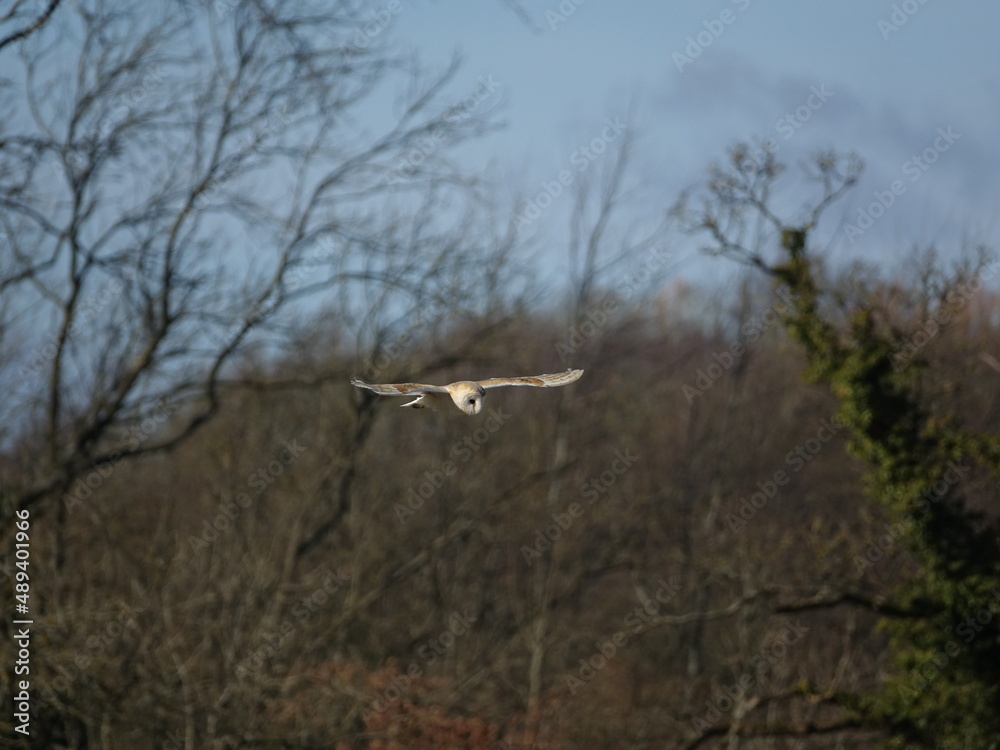 barn owl (Tyto alba) hunting over pasture during late winter barn owl (Tyto alba) hunting over pasture during late winter