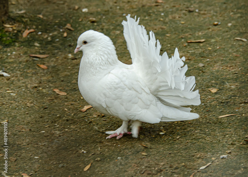 white pigeon with fluffy tail
