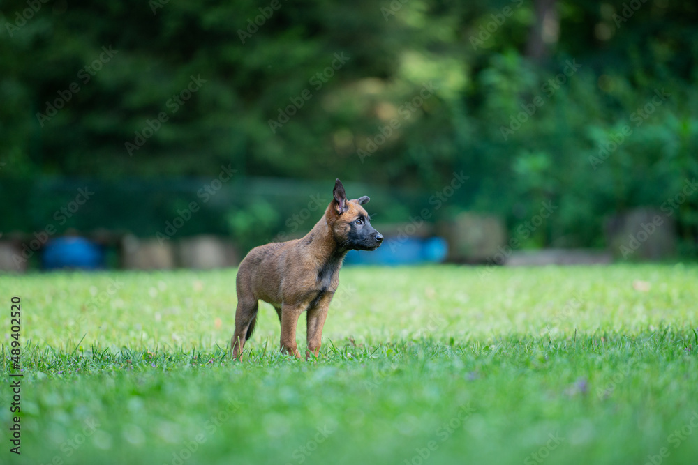 Cute little belgian malinois shepherd puppy Cute little belgian malinois shepherd puppy