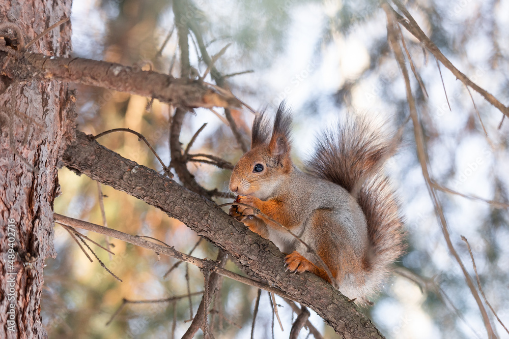 Red squirrel sitting on a tree branch in winter forest and nibbling seeds on snow covered trees background... Red squirrel sitting on a tree branch in winter forest and nibbling seeds on snow covered trees background...