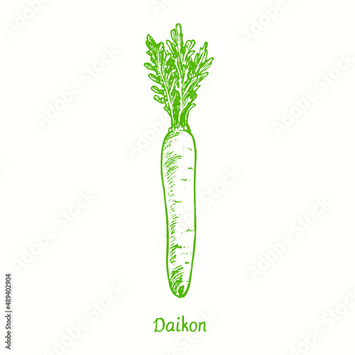 Daikon or mooli, Raphanus sativus. Ink black and white doodle drawing in woodcut style