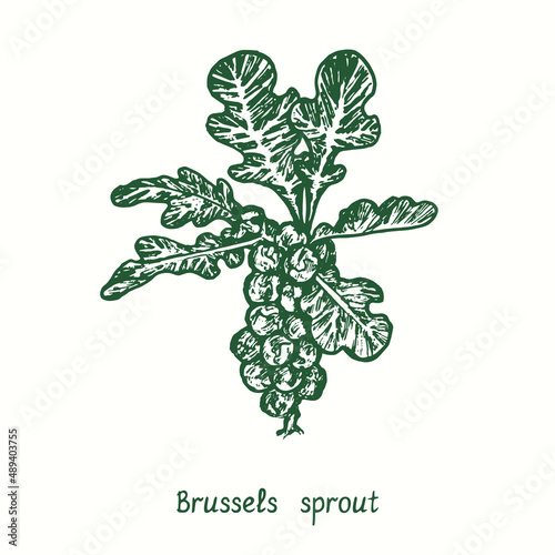 Brussels sprouts.  Ink black and white doodle drawing in woodcut style