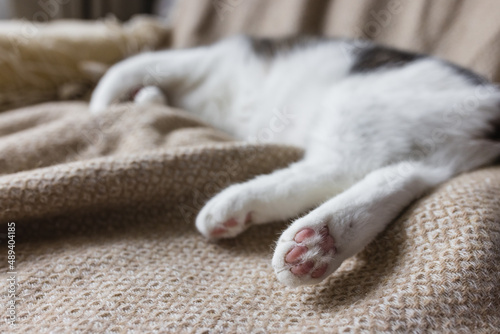 Cute young domestic cat sleeps relaxed on soft cozy throw on bed. Happy or lazy sleeping cats concept. Closeup and focus on back paw toes, copy space