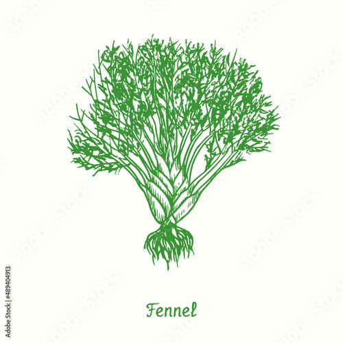 Fennel plant, root and leaves.  Ink black and white doodle drawing in woodcut style