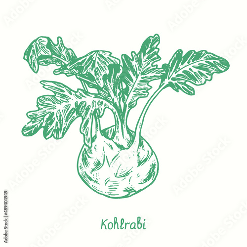 Kohlrabi.  Ink black and white doodle drawing in woodcut style