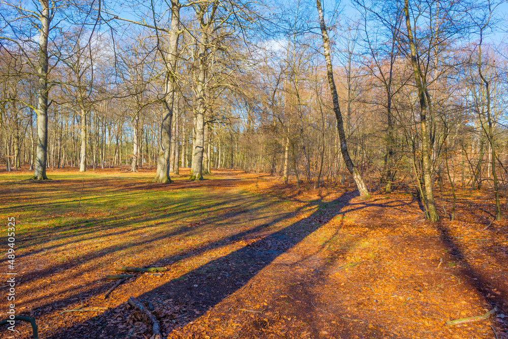 Trees in a colorful forest in bright sunlight in winter, Lage Vuursche, Utrecht, The Netherlands, February, 2022