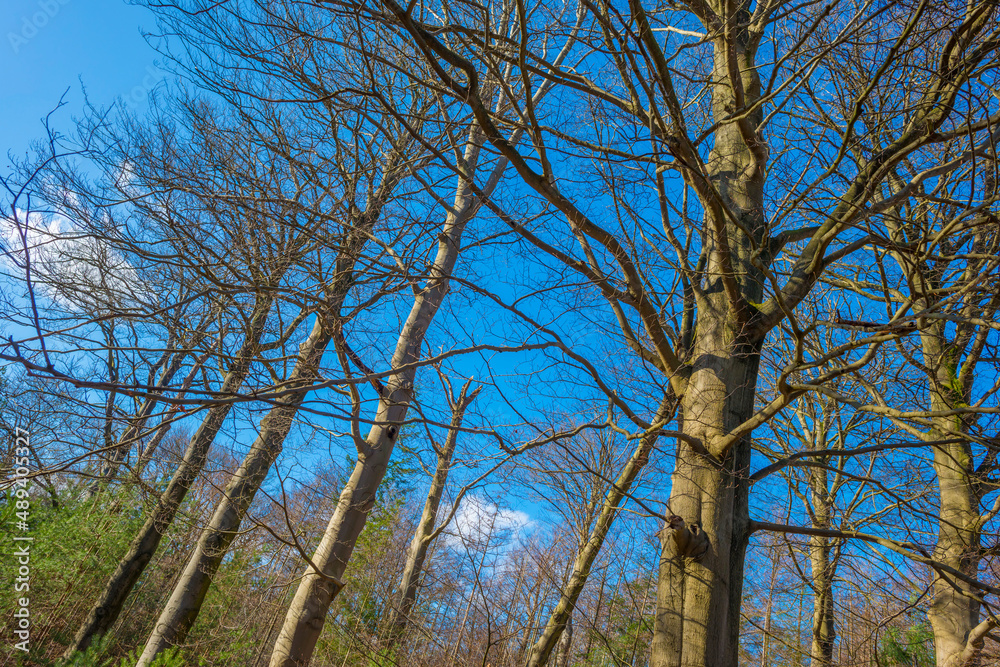 Fototapeta premium Trees in a colorful forest in bright sunlight in winter, Lage Vuursche, Utrecht, The Netherlands, February, 2022