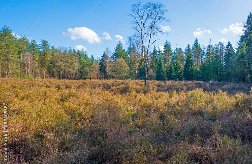 Trees in a colorful forest in bright sunlight in winter, Lage Vuursche, Utrecht, The Netherlands, February, 2022