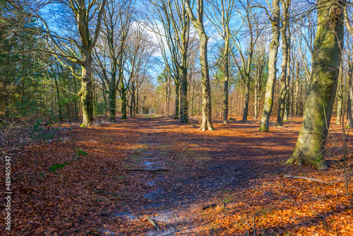Trees in a colorful forest in bright sunlight in winter  Lage Vuursche  Utrecht  The Netherlands  February  2022