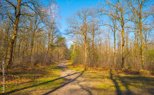 Trees in a colorful forest in bright sunlight in winter, Lage Vuursche, Utrecht, The Netherlands, February, 2022