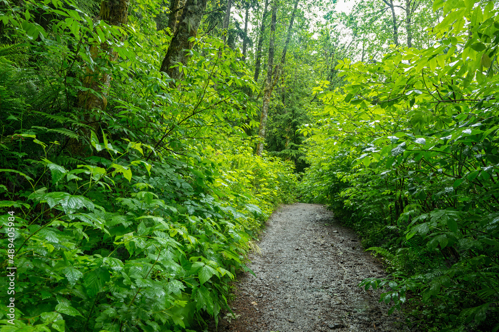A hiking trail, wet after a rainfall, in the Tiger Mountain State Forest, Issaquah, Washington, USA A hiking trail, wet after a rainfall, in the Tiger Mountain State Forest, Issaquah, Washington, USA