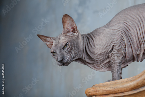 the sphinx cat