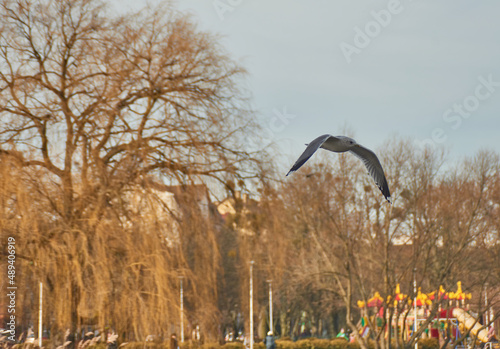 Seagulls of Kaliningrad fly on the summer lake.