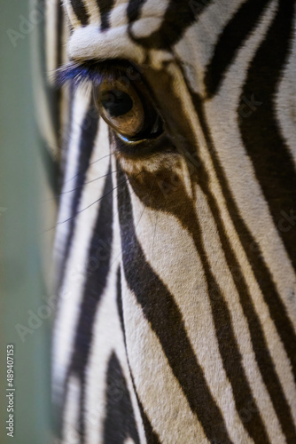 Detail of a zebra s eye.