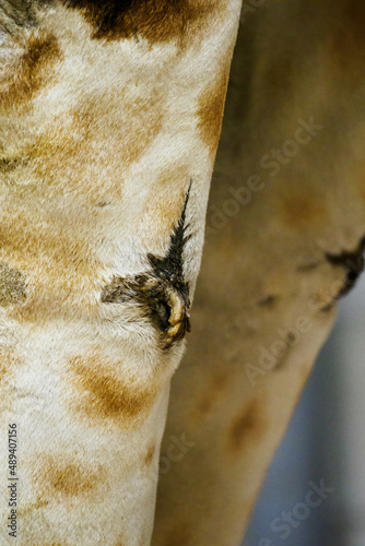 Giraffe leg outcropping on the wall. photo