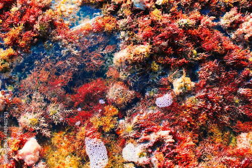  Colorful algae on the sea cliffs