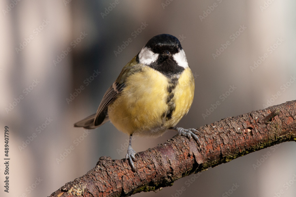 Mésange charbonnière (Parus major) Mésange charbonnière (Parus major)