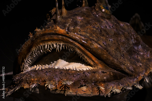 A monkfish looking at its open mouth - prepared.