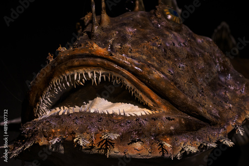 A monkfish looking at its open mouth - prepared. photo