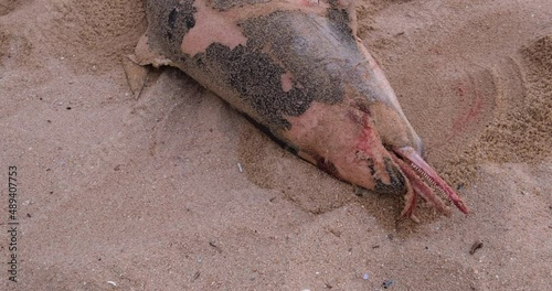 Dead dolphin washed up on beach in Portugal. Close up, pan right.