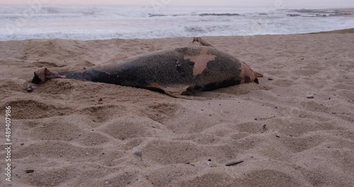 Dead dolphin washed up on beach in Portugal. Tilt up.