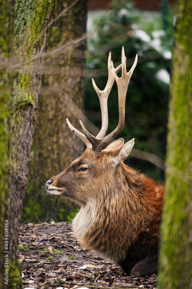 Vietnamese Sika deer out in the wild. Vietnamese Sika deer out in the wild.