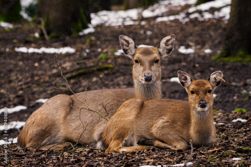 Female and juvenile Sika vietnamese. Female and juvenile Sika vietnamese.