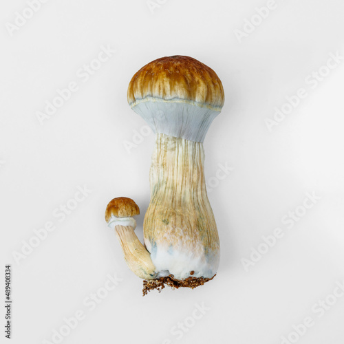Large fresh Psilocybe Cubensis mushroom on white background