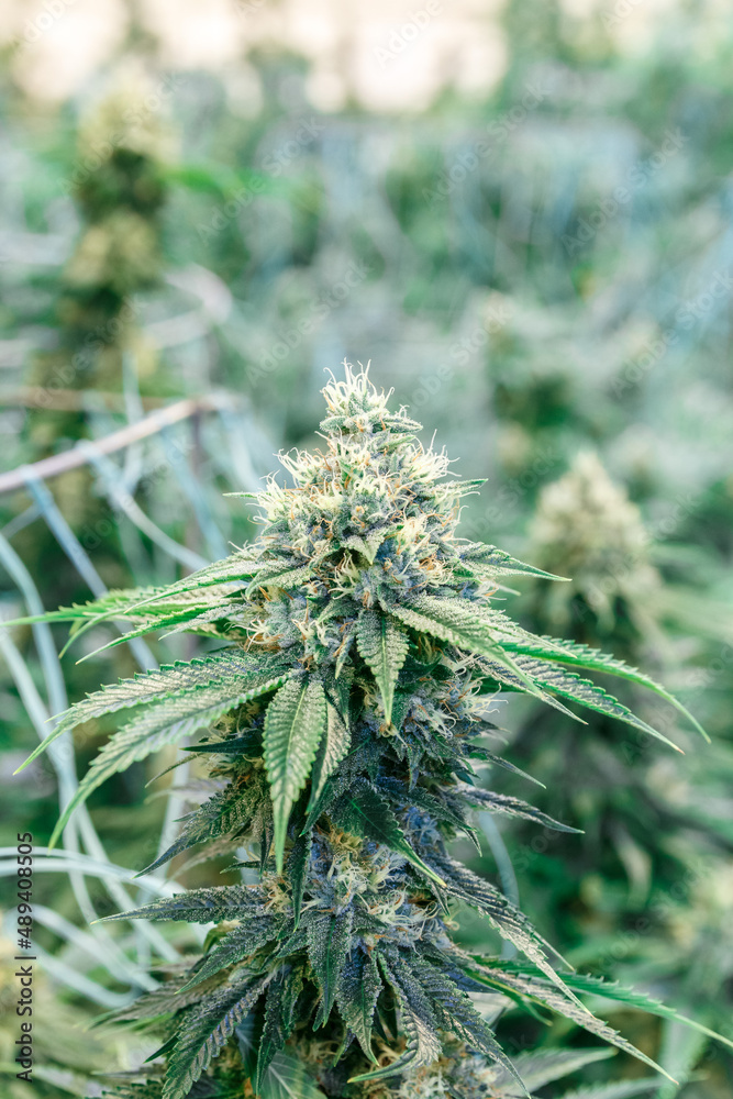 Cannabis sativa bud growing in greenhouse Cannabis sativa bud growing in greenhouse