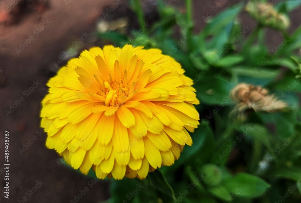 yellow dandelion flower yellow dandelion flower