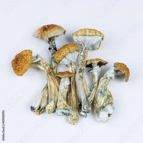 Cluster of dried Psilocybe cubensis mushrooms on white background