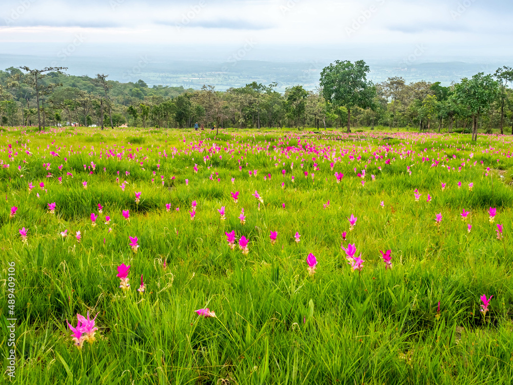 Pink Siam Tulip field, sweet color pedals flower surrounded with green field in Thailand Pink Siam Tulip field, sweet color pedals flower surrounded with green field in Thailand
