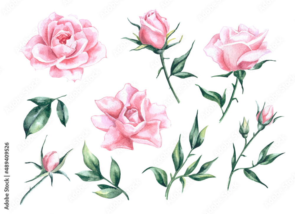 Watercolor rose set. Set of watercolor elements. Watercolor  pink rose. Isolated watercolor elements. Set of watercolor flowers