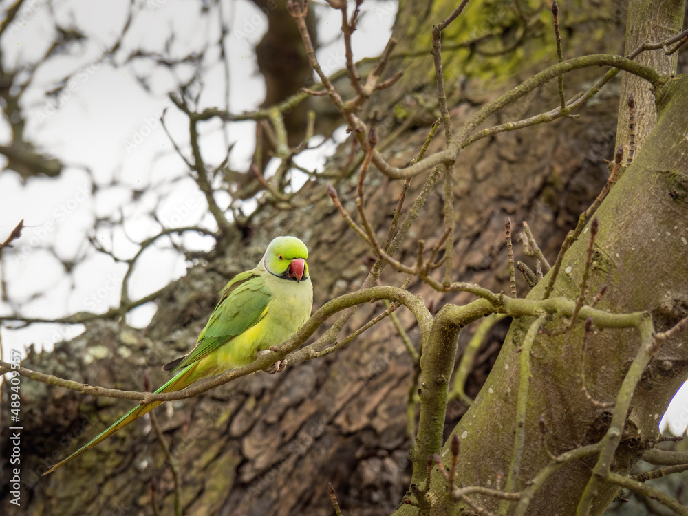 Psittacula krameri, Ring-necked parakeet in London, Richmond Park. Psittacula krameri, Ring-necked parakeet in London, Richmond Park.