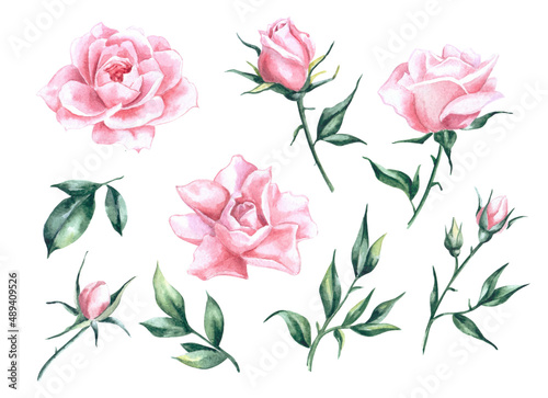 Fototapeta Naklejka Na Ścianę i Meble -  Watercolor rose set. Set of watercolor elements. Watercolor  pink rose. Isolated watercolor elements. Set of watercolor flowers