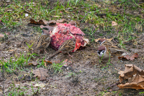 Sparrows on the lawn with a piece of meat.