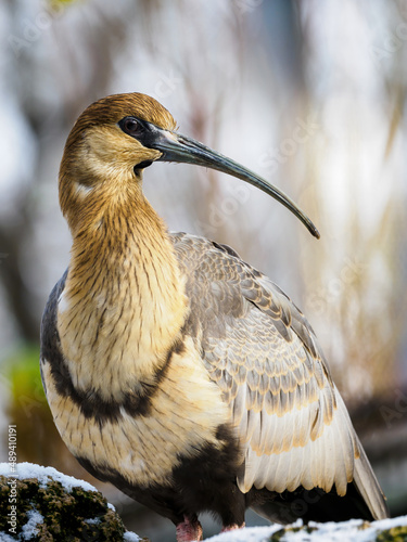 Grey-winged Ibis outdoors in winter. photo