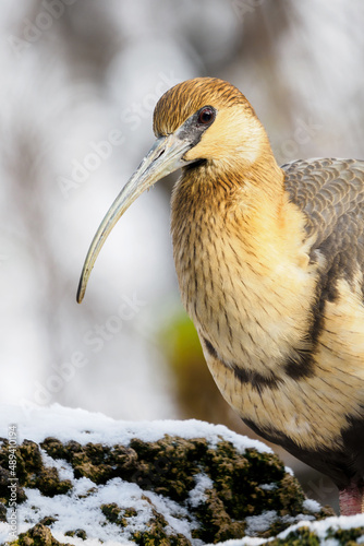 Grey-winged Ibis outdoors in winter. photo