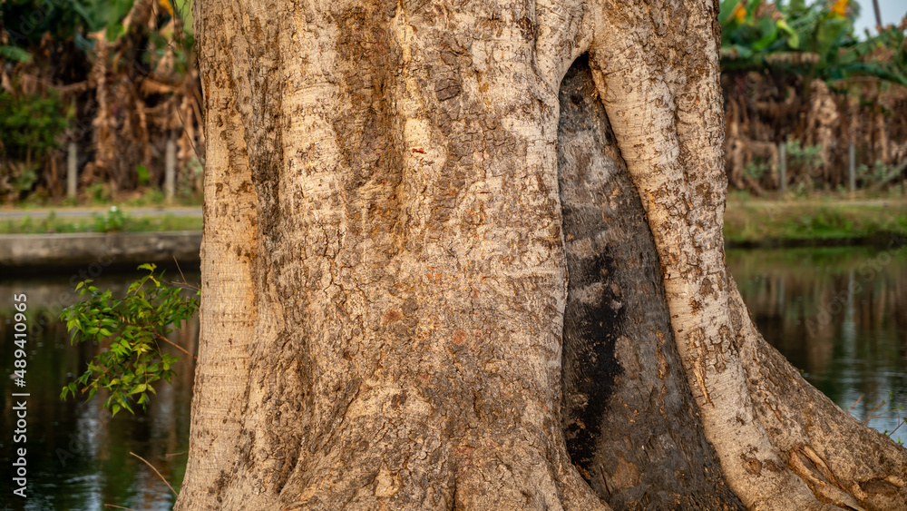 Ficus benghalensis, commonly known as the Banyan inside Borassus tree, banyan fig and Indian banyan, is a tree native to the Indian Subcontinent. Ficus benghalensis, commonly known as the Banyan inside Borassus tree, banyan fig and Indian banyan, is a tree native to the Indian Subcontinent.